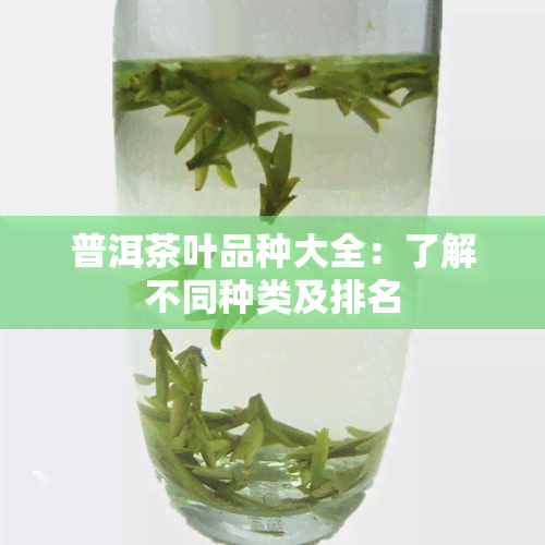 普洱茶叶品种大全：了解不同种类及排名