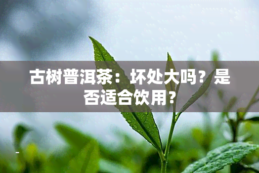 古树普洱茶：坏处大吗？是否适合饮用？