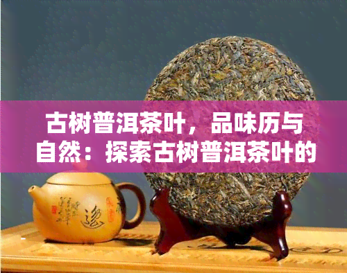 古树普洱茶叶，品味历与自然：探索古树普洱茶叶的世界