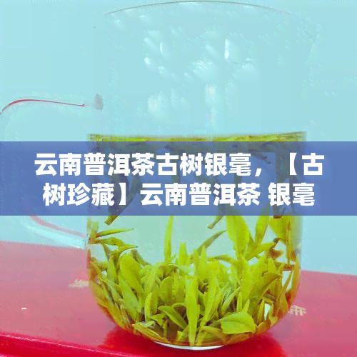 云南普洱茶古树银毫，【古树珍藏】云南普洱茶 银毫 特级熟茶礼盒装 外包装精致 礼品茶叶 自饮送人皆宜