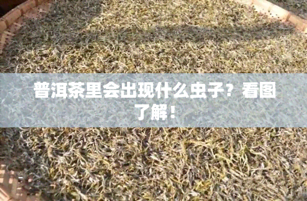 普洱茶里会出现什么虫子？看图了解！