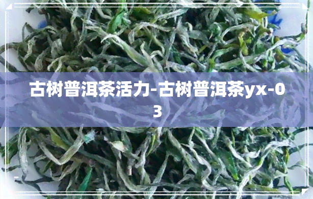 古树普洱茶活力-古树普洱茶yx-03