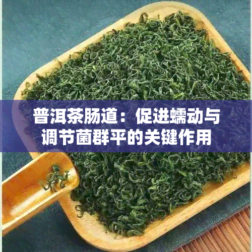 普洱茶肠道：促进蠕动与调节菌群平的关键作用