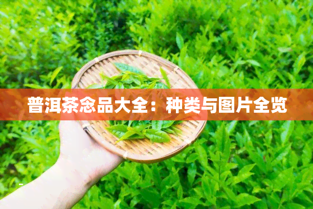 普洱茶念品大全：种类与图片全览