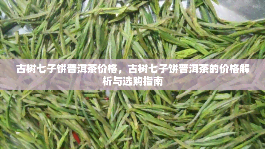 古树七子饼普洱茶价格，古树七子饼普洱茶的价格解析与选购指南