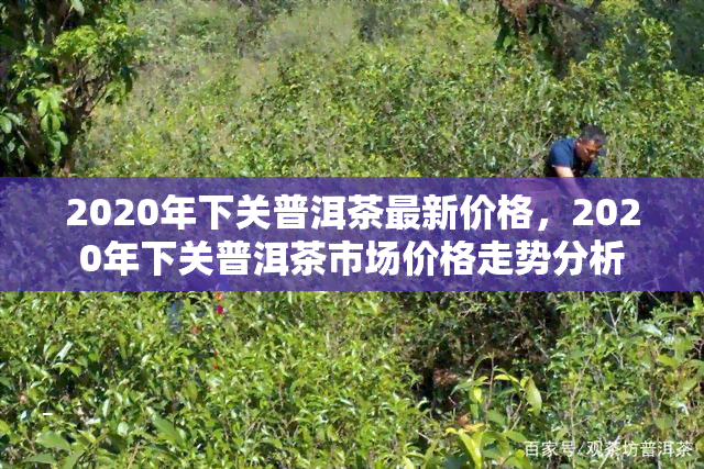 2020年下关普洱茶最新价格，2020年下关普洱茶市场价格走势分析