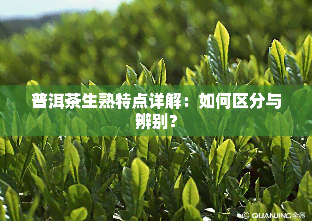 普洱茶生熟特点详解：如何区分与辨别？