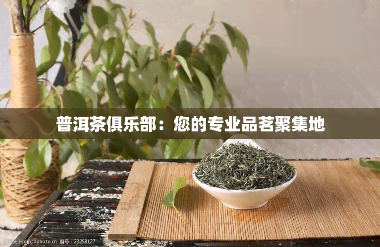 普洱茶俱乐部：您的专业品茗聚集地