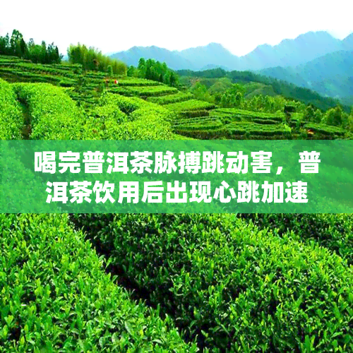 喝完普洱茶脉搏跳动害，普洱茶饮用后出现心跳加速，可能是什么原因？