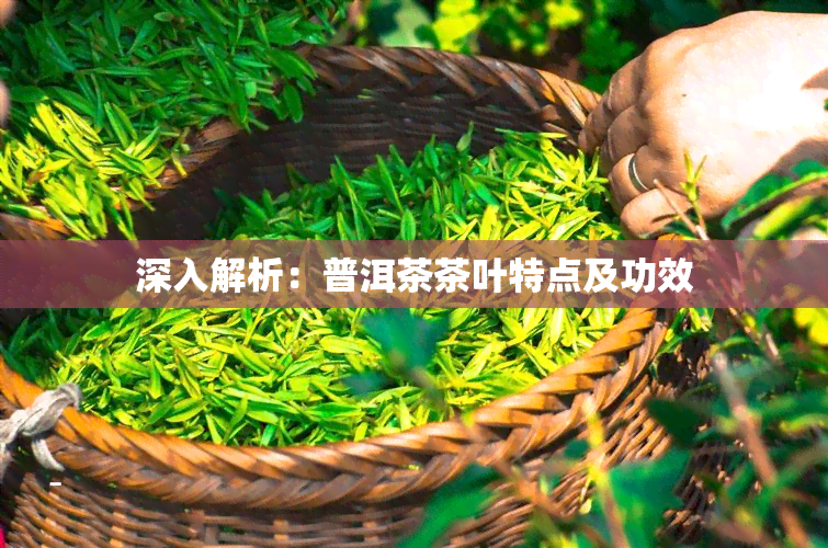 深入解析：普洱茶茶叶特点及功效