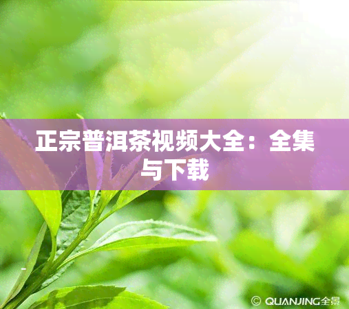 正宗普洱茶视频大全：全集与下载