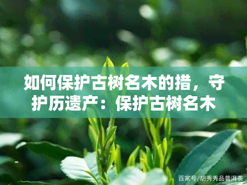 如何保护古树名木的措，守护历遗产：保护古树名木的有效措