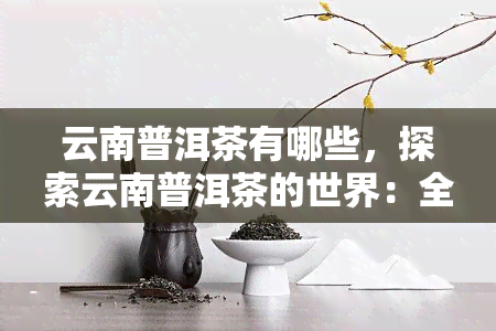 云南普洱茶有哪些，探索云南普洱茶的世界：全面的介绍