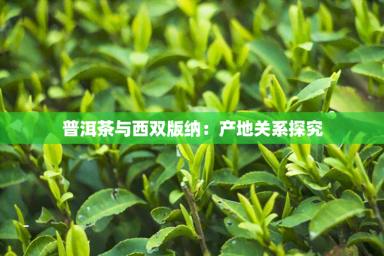 普洱茶与西双版纳：产地关系探究