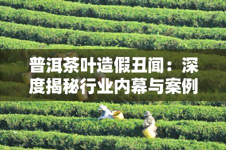 普洱茶叶造假丑闻：深度揭秘行业内幕与案例