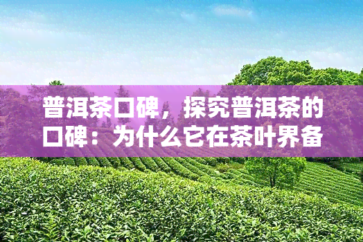 普洱茶口碑，探究普洱茶的口碑：为什么它在茶叶界备受推崇？