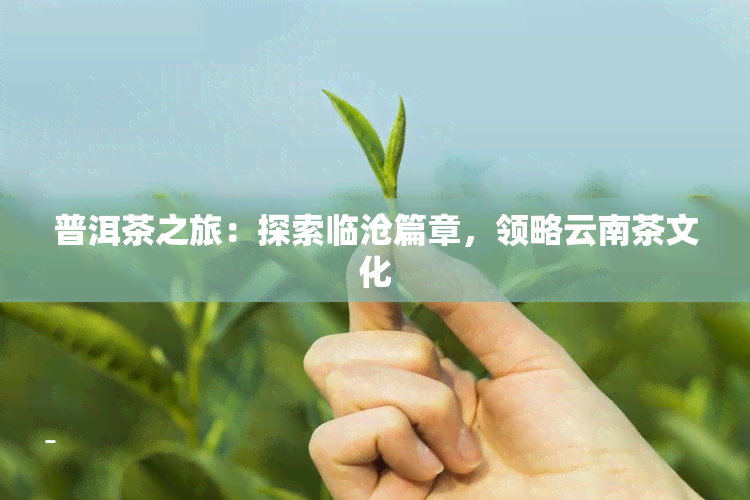 普洱茶之旅：探索临沧篇章，领略云南茶文化