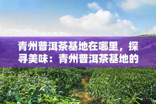 青州普洱茶基地在哪里，探寻美味：青州普洱茶基地的位置解析