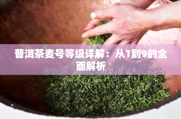 普洱茶麦号等级详解：从1到9的全面解析