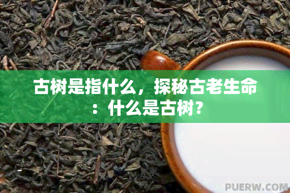 古树是指什么，探秘古老生命：什么是古树？