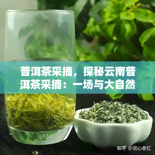 普洱茶采摘，探秘云南普洱茶采摘：一场与大自然的亲密接触