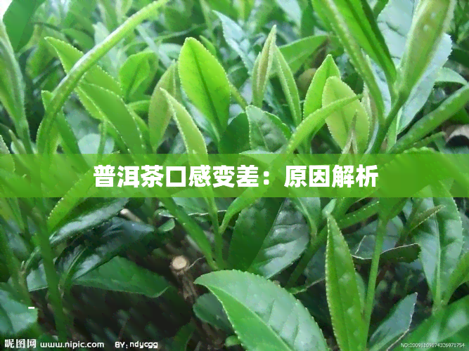 普洱茶口感变差：原因解析