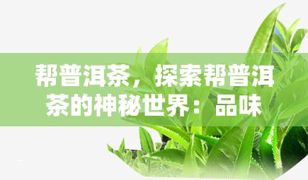 帮普洱茶，探索帮普洱茶的神秘世界：品味云南的茶文化瑰宝