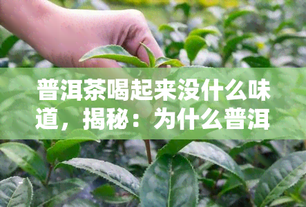 普洱茶喝起来没什么味道，揭秘：为什么普洱茶喝起来好像没味道？