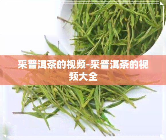 采普洱茶的视频-采普洱茶的视频大全