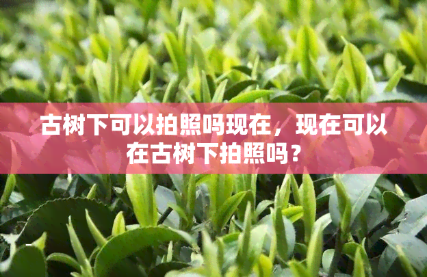 古树下可以拍照吗现在，现在可以在古树下拍照吗？