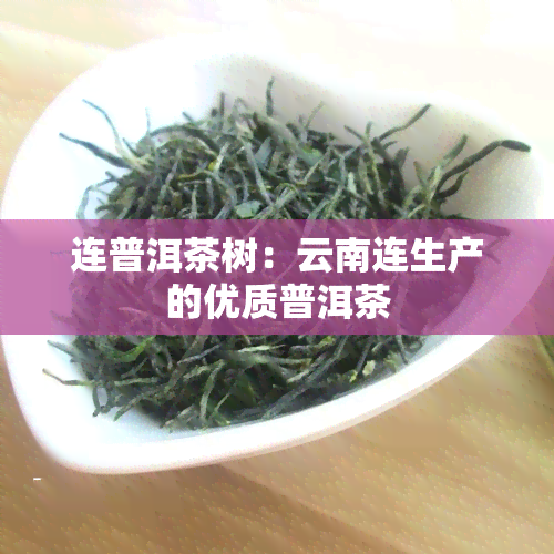 连普洱茶树：云南连生产的优质普洱茶