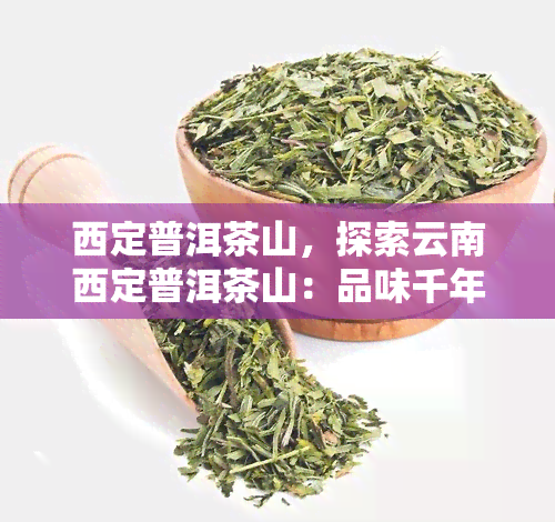 西定普洱茶山，探索云南西定普洱茶山：品味千年古树的韵味与魅力