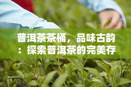 普洱茶茶桶，品味古韵：探索普洱茶的完美存方式——普洱茶茶桶