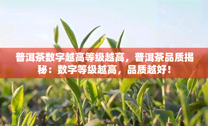 普洱茶数字越高等级越高，普洱茶品质揭秘：数字等级越高，品质越好！