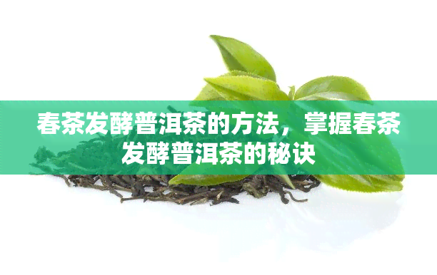 春茶发酵普洱茶的方法，掌握春茶发酵普洱茶的秘诀