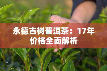 永德古树普洱茶：17年价格全面解析