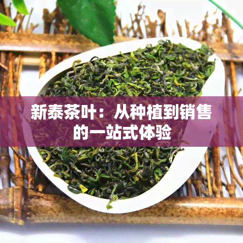 新泰茶叶：从种植到销售的一站式体验