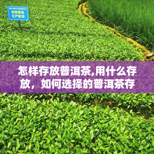 怎样存放普洱茶,用什么存放，如何选择的普洱茶存方式？