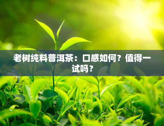 老树纯料普洱茶：口感如何？值得一试吗？