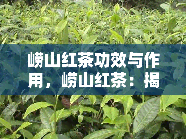 崂山红茶功效与作用，崂山红茶：揭示其神奇的功效和作用