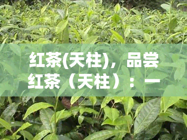 红茶(天柱)，品尝红茶（天柱）：一种独特的茶体验