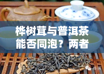 桦树茸与普洱茶能否同泡？两者一起喝有何效果？