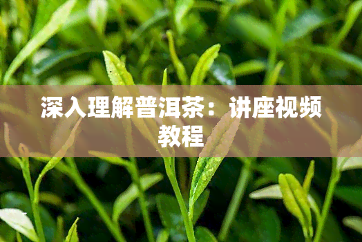 深入理解普洱茶：讲座视频教程