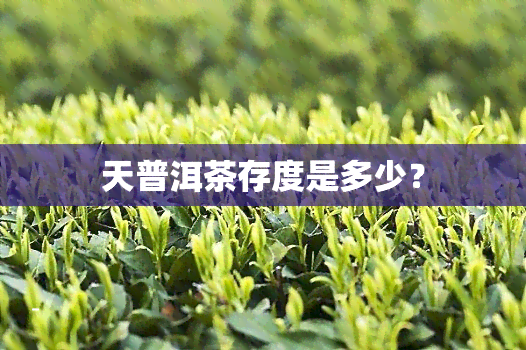 天普洱茶存度是多少？