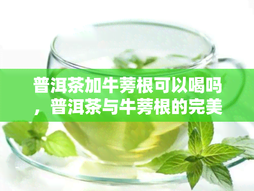 普洱茶加牛蒡根可以喝吗，普洱茶与牛蒡根的完美搭配：可以一起饮用吗？