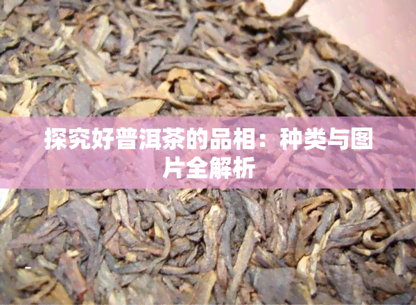 探究好普洱茶的品相：种类与图片全解析