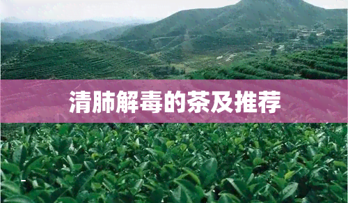 清肺解的茶及推荐