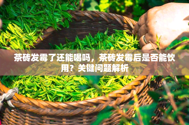 茶砖发霉了还能喝吗，茶砖发霉后是否能饮用？关键问题解析