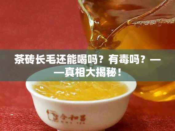 茶砖长毛还能喝吗？有吗？——真相大揭秘！