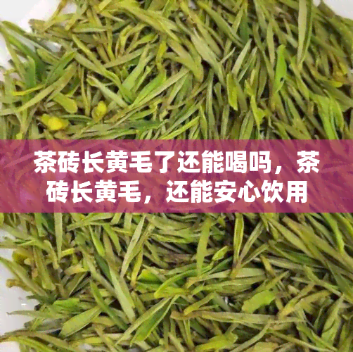 茶砖长黄毛了还能喝吗，茶砖长黄毛，还能安心饮用吗？